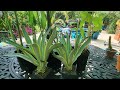 unboxing new plants plant delights nursery haul