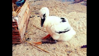 Young Stork and Dog  / Młody Bocian i Pies /  Mladý čáp /  Jungstorch /  молодой аист