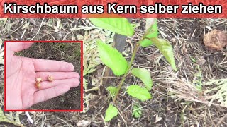 Kirschbaum aus Kern selber ziehen – Kirschbäume aus Samen selbst vermehren – Kirschkerne einpflanzen