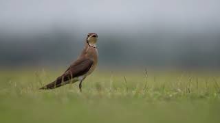 Oriental Pratincole