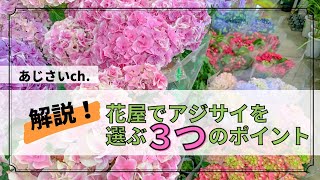 【花屋でアジサイを選ぶ3つのポイント】これでアジサイを選ぶのに迷いません‼