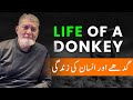 Life of a Donkey and and Human | Prof Dr Javed Iqbal |