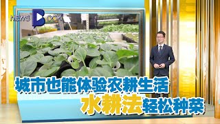 20201225【Newsbook】城市也能体验农耕生活 水耕法轻松种菜