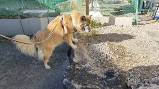 車の降り方も段差を登るのもかわいい犬のムーちゃん