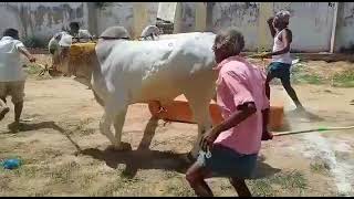 UPPARAPALLI LO TESTING THE ONGOLEBULLS #subscribe