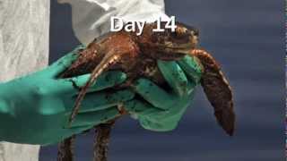 Timeline of the Gulf Oil Disaster: Make BP Restore