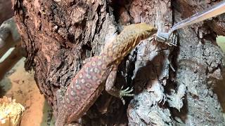 varanus pilbarensis