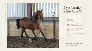 Lot 29 - 2 years old female - Emerald x Quita vd Mespel Z (by Quite Easy I)