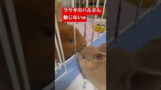 かなり仲良しになりました。　#モルモット  #うさぎ