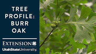 Bur Oak Tree