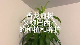 详解香龙血树（又称巴西木）的种植和养护