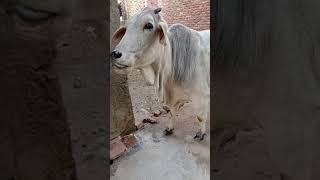 pure tharparkar cow on streets#cow#tharparkarcow