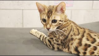 人をダメにするソファにダメにされる可愛すぎる子猫【ベンガル】