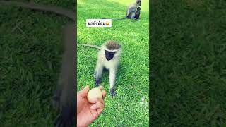 GoInger | แกล้งลิงที่ยูกันดา Monkeys in Uganda 🇺🇬