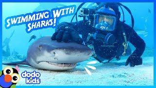 Huge Tiger Shark Loves Head Scratches, Like A Puppy | For The Love Of The Wild | Dodo Kids