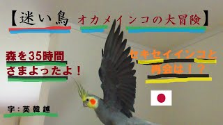 実話【オカメインコ 発見感謝動画】迷い鳥の大冒険!森を35時間さまよったよ!セキセイインコと再開は!? A lost bird,big adventure of a cockatiel.