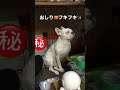 おしり🍑フキフキが気持ち良さそうな風太🐶🧻 shorts フレンチブルドッグ フレブル いぬ 愛犬 おしり frenchbulldog