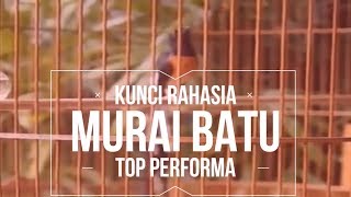 INI LAH KUNCI RAHASIA MURAI BATU TOP PERFORMA DI GANTANGAN