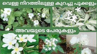 വെള്ള നിറത്തിലുള്ള കുറച്ചു പൂക്കൾ കാണാം#flowers #whiteflower #white #plantname #flowernames #ssworld