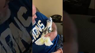 Baby cockatoo snuggles with Dad \u0026 takes pacifier