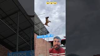 ਮਿਹਨਤ ਦੇਖੋ ਮਿੱਤਰੋ ਕੁੱਤੇ ਦੀ #dog #doglover #pitbull #pets #newsong #funny #punjabi #viralvideo