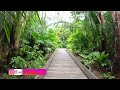 a cool morning at singapore s botanic gardens walking tour unesco world heritage 4k asmr nature