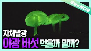 야광 버섯? 국수버섯? 독버섯이게~ 아니~~게~?┃Which One's Poisonous? Neon Mushroom or Clavaria Mushroom?