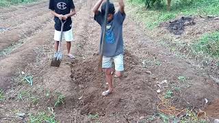 Planting 130 Banana Lakatan