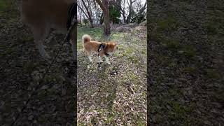 小鳥のさえずり聞きながら河川敷散歩する柴犬マメ