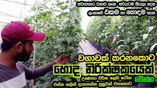 තක්කාලි වලට අපු මැග්නිසියම් ඌණතාවය | Tomato Farming in Sri Lanka| Greenhouse Farming