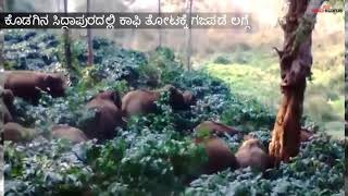 ಕೊಡಗಿನ ಸಿದ್ದಾಪುರದಲ್ಲಿ ಕಾಫಿ ತೋಟಕ್ಕೆ ಗಜಪಡೆ ಲಗ್ಗೆ