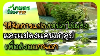 รายการเกษตรอินทรีย์ชี้ช่องรวย EP248สูตรจัดการแปลงหน่อไม้ฝรั่ง-แคนตาลูปพืชผักผลไม้ส่งออกเงินล้าน