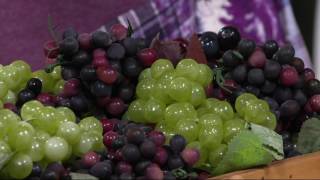 Cottage Farms Pixie Grape Patio Plant on QVC