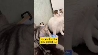 Sokaktan sahiplenilen kedinin 2. bölümü... #kedilervadisi #kedi #cat