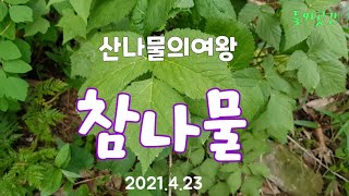 산나물의여왕 참나물