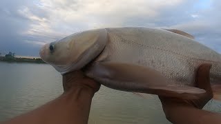 Fishing | Câu Đài | Tập 132 | Câu Cá Mè , Khai Cần Đầu Năm Quá Trời Phê| Nghiện Câu TV