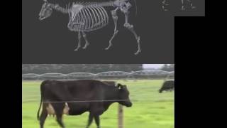 Cow Skeleton Movement Video