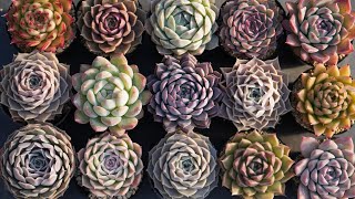 #137 [Recommended Echeveria] A long time ago, this was a very expensive variety. A cross between ...