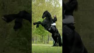 Gorgeous Friesian black horse.. 🙂