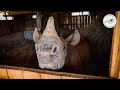 Orphaned baby rhino Apollo's progress