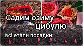 Посадка цибулі під зиму