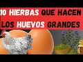 🌿🐔50 Gallinas Criollas 10 Hierbas que hacen los huevos mas grandes🌿🐔