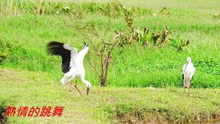 110 11 16 東方白鸛 清水濕地