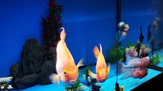 FlowerHorn @ myAquarium - Episode 15