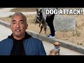 This Dog Attacks Other Dogs - Dog Nation Episode 3 - Part 3