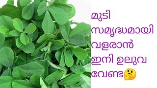 ഉലുവയില ഉപയോഗിച്ച് തലമുടി നല്ല ആരോഗ്യത്തോടെ വളർത്തിയെടുക്കാം//FASTER HAIR GROWTH CHALLENGE DAY 8