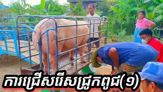 បច្ចេកទេសចិញ្ចឹមជ្រូកធន់ទៅនឹងការប្រែប្រួលអាកាសធាតុ