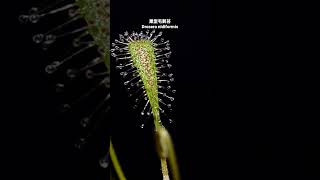 巢型毛氈苔 Drosera nidiformis