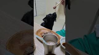 お肉食べたくて泳ぐように何度も頷く犬