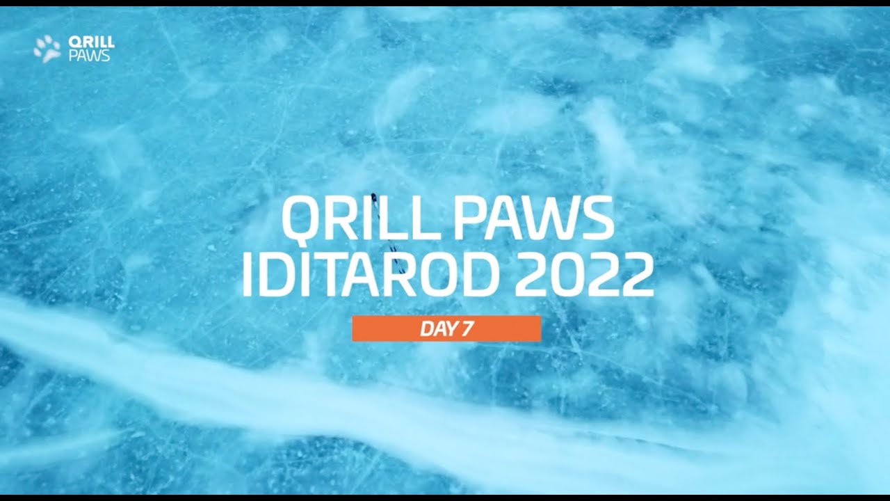 Iditarod Highlights | DAY 7 | QRILLPAWS 2022